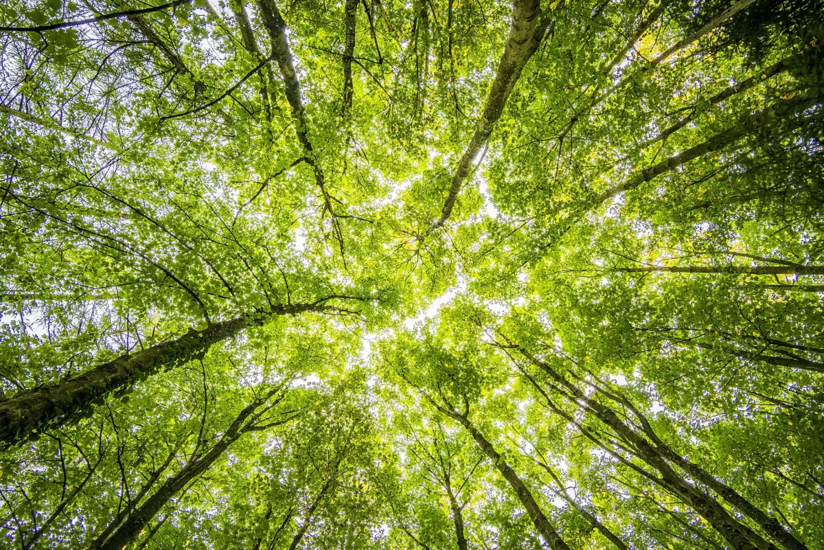 Sunlight through trees symbolising emotional healing through EMDR therapy with Calgary psychologist