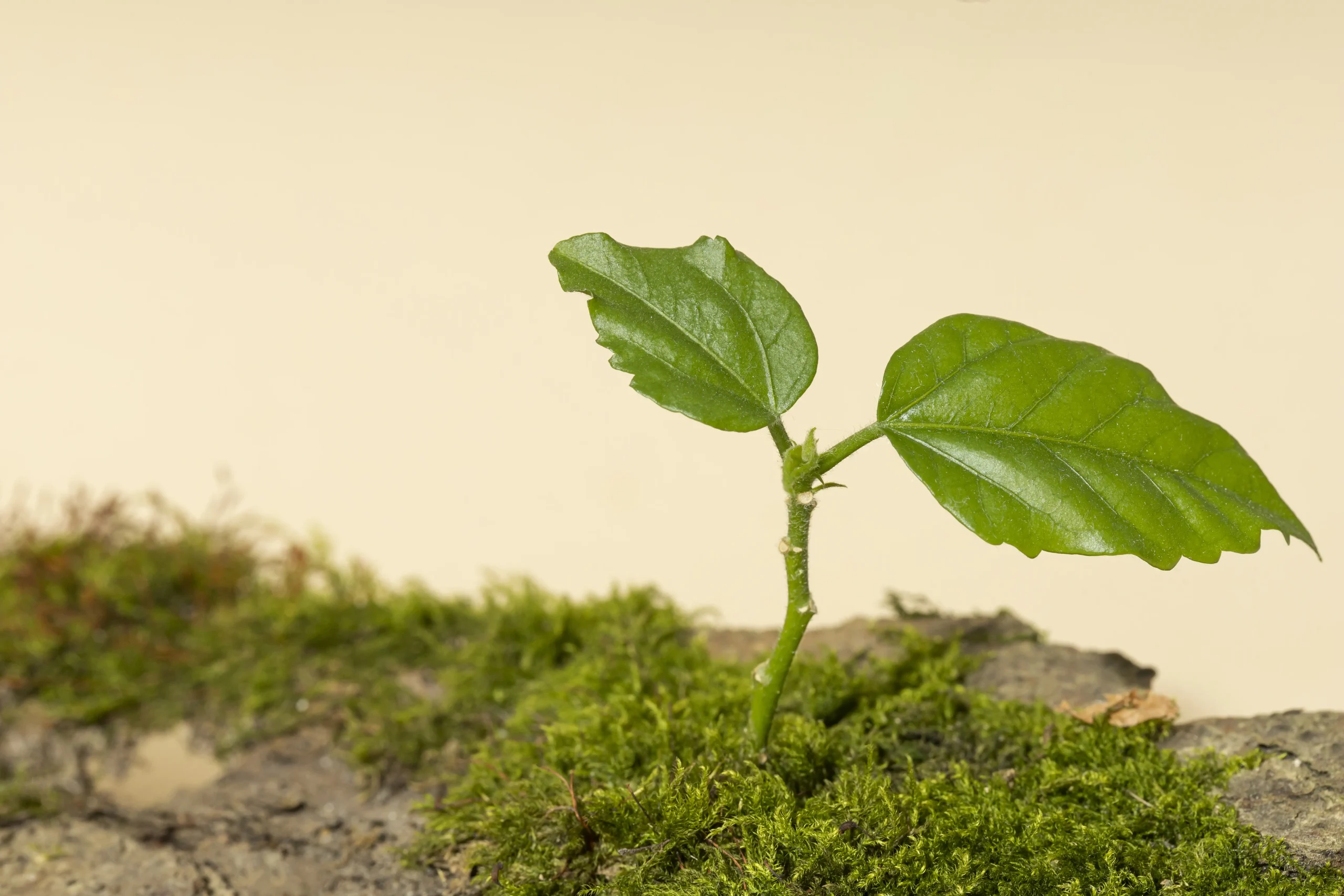 New leaf growth representing healing and growth with Accelerated Resolution Therapy in Calgary